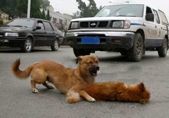 交通事故律师：宠物狗撞上摩托车　谁之过？谁担责？